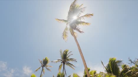 a palm with the sun shining behind it