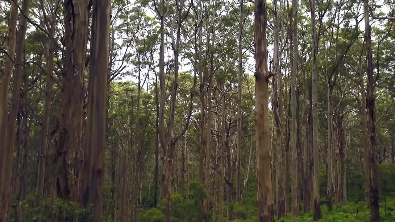 australia boranup forest drive cinemáticas verdes perth el oeste de australia bonitas pacífico drone 3 por taylor brant películas
