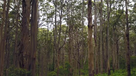 australia boranup forest drive cinematic green perth western australia beautiful peaceful drone 3 by taylor brant film