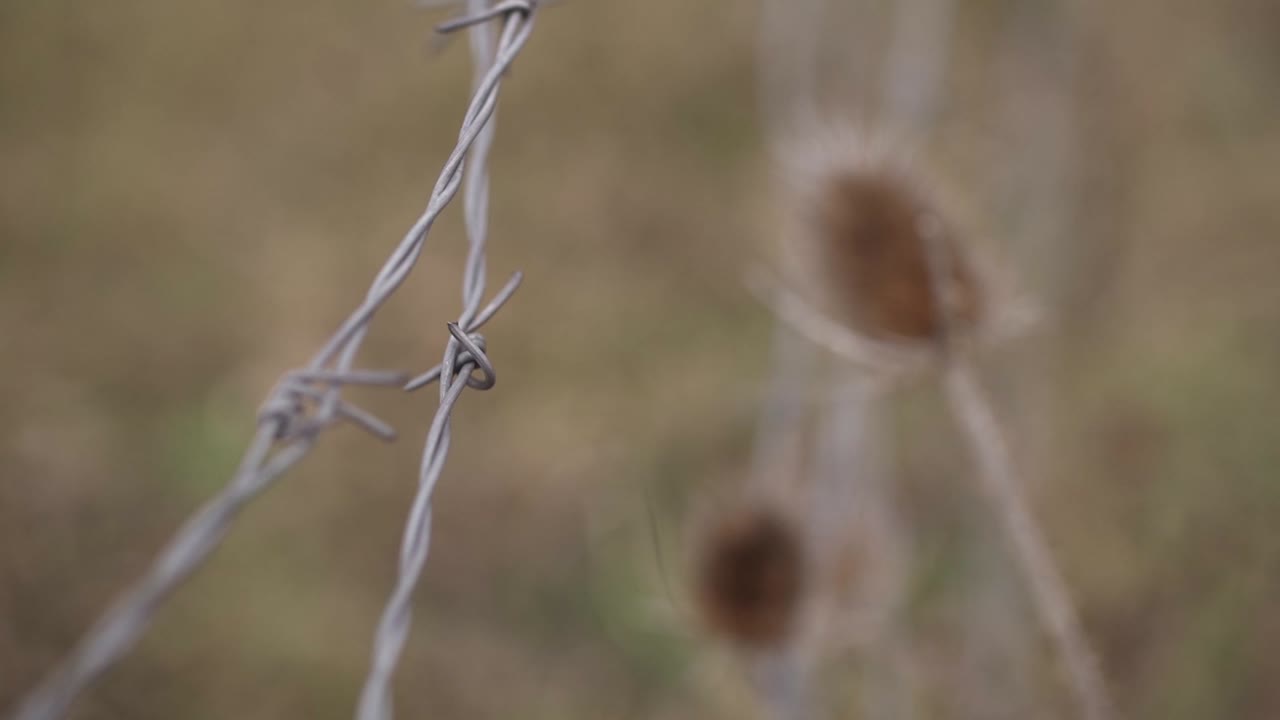 Barbed wire with dry thistle