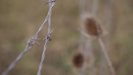barbed wire with dry thistle