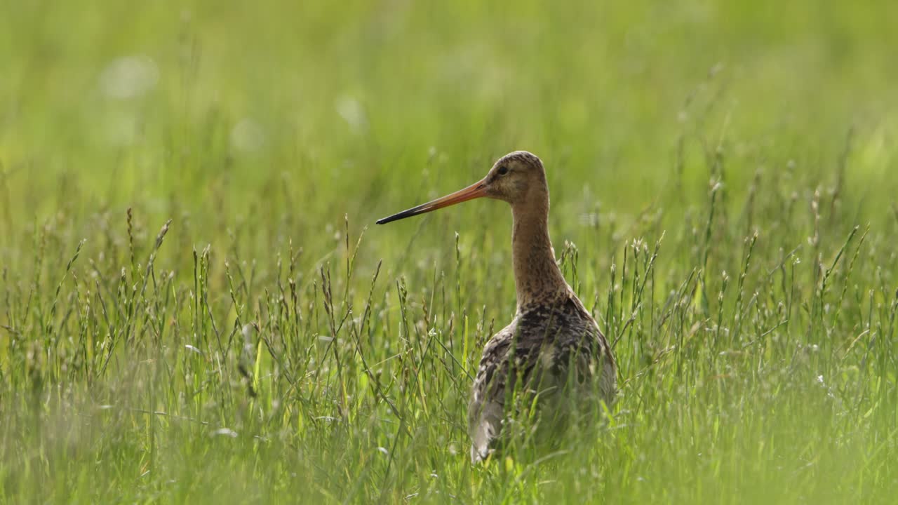 잔디에서 검은 리 godwit