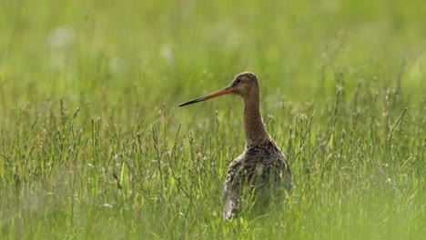 black-tailed godwit in grass field