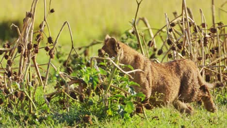 tomada de cerca de un cachorro de león joven jugando solo, vida silvestre africana en la reserva nacional masai mara, kenia, áfrica animales de safari en la reserva masai mara norte