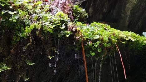 agua goteando de una plataforma de musgo verde en una cueva en la costa oeste de nueva zelanda