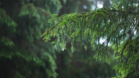 fluffy pine tree branches beaded with raindrops