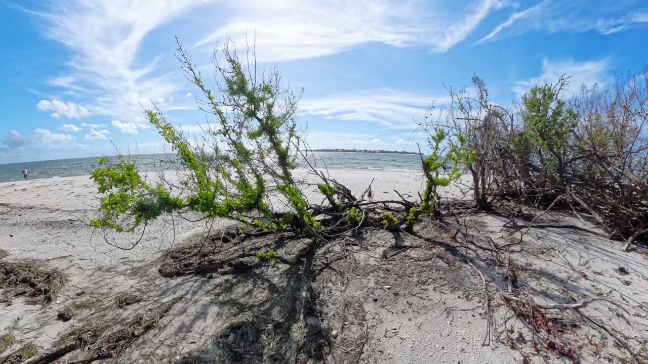 Vegetation on the Keewaydin Island beach with White Sand.
