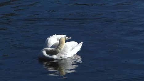 Ein-Schwan-Schwimmt-An-Einem-Sonnigen-Tag-Auf-Der-Wasseroberfläche-Und-Putzt-Sich.-Dabei-Handelt-Es-Sich-Um-Die-Art-Und-Weise-Eines-Vogels,-Seine-Federn-Zu-Pflegen,-Um-Sie-In-Bestem-Zustand-Zu-Halten