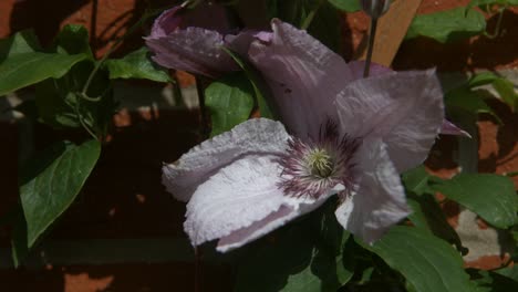 Eine-Schöne-Clematis,-Die-Sich-An-Ein-Spalier-Klammert