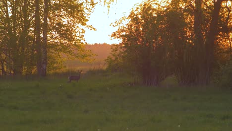 corzo europeo mirando y corriendo hacia los arbustos por la noche, hora dorada, plano medio desde la distancia
