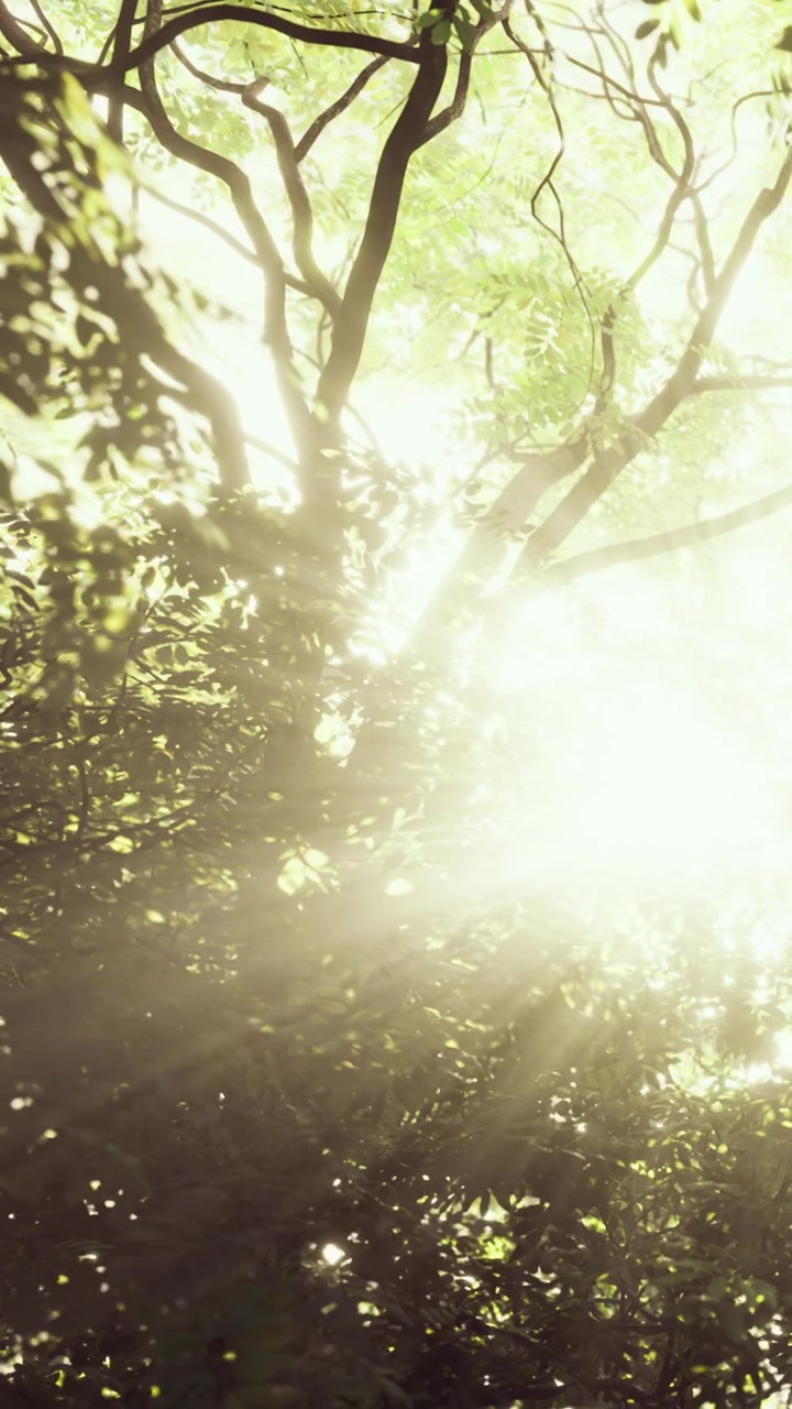 Light shines through trees in a forest during early afternoon hours
