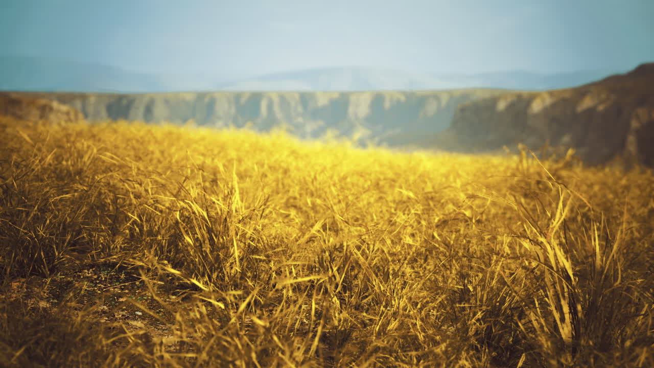 Golden grass field stretches across the horizon in a serene landscape view