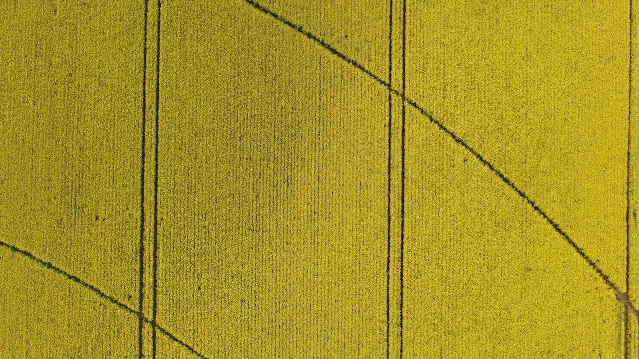 Irrigation lines in a rape field before harvest in Villalbarba, Valladolid, Spain. 4K Drone. Aerial Cenital Footage