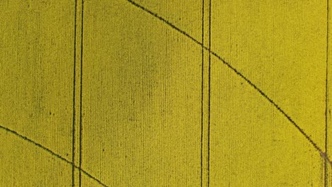 irrigation lines in a rape field before harvest in villalbarba, valladolid, spain. 4k drone. aerial cenital footage