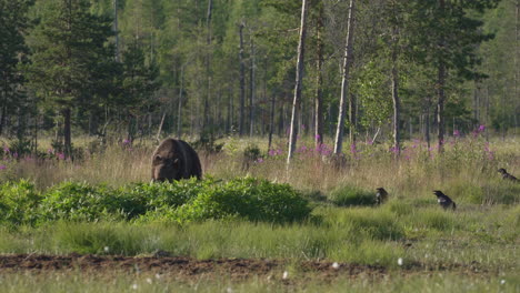 Wild-Bear-Eating-Green-Plants-In-The-Field---Medium-Shot