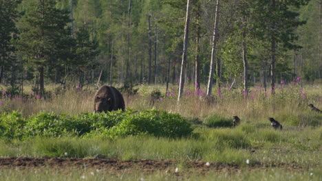 wild bear eating green plants in the field - medium shot