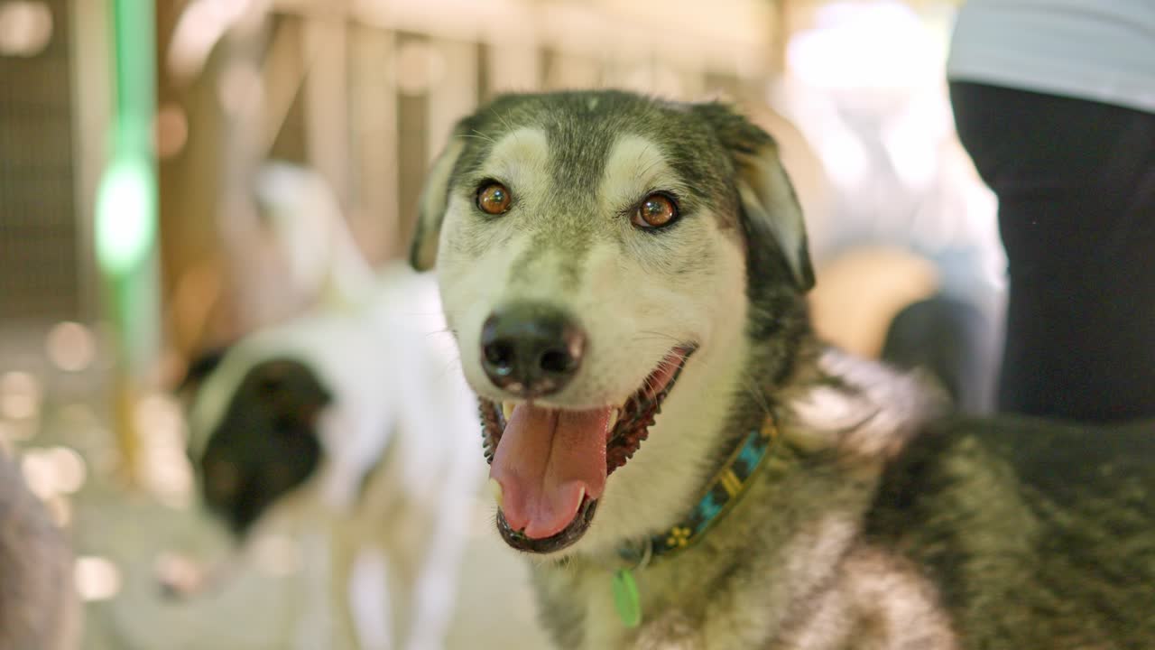 Close-up of a Happy Dog Panting with its Tongue Out
