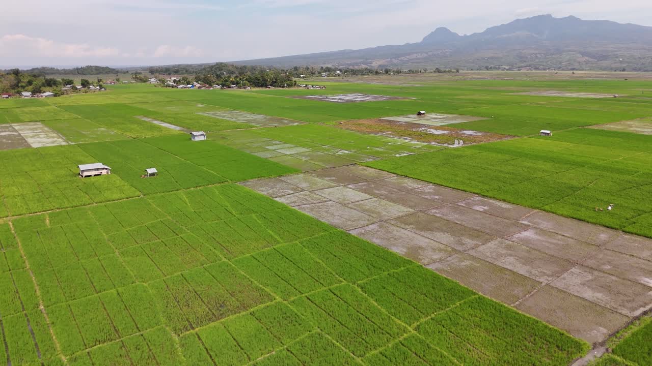 Drone terbang ke bawah di atas ladang sawah yang luas dalam 4K