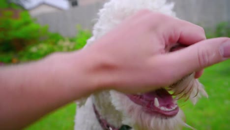 owner hand stroking dog. dog licking. owner and pet. puppy licking. white labradoodle outside