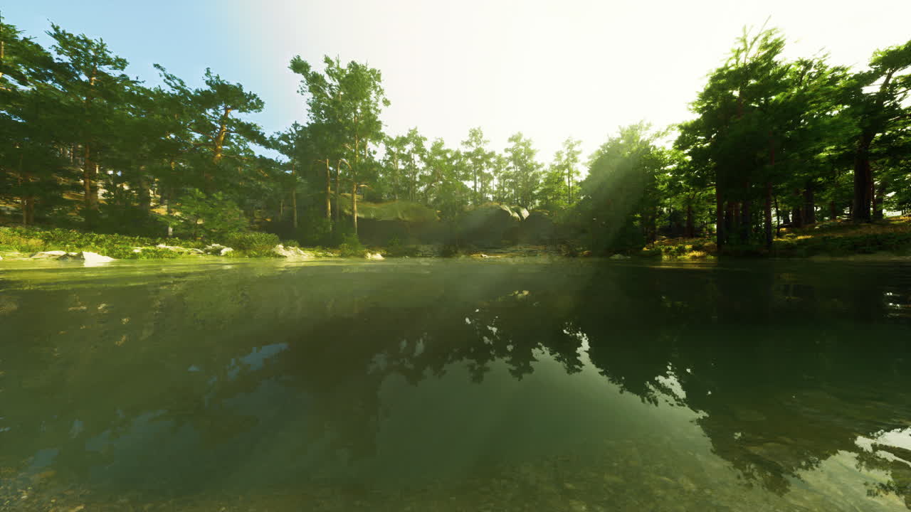 빛 을 반사 하는 강 이 있는 조용 한 숲 장면