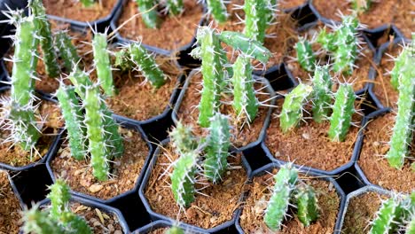 pequeñas plantas de cactus en macetas