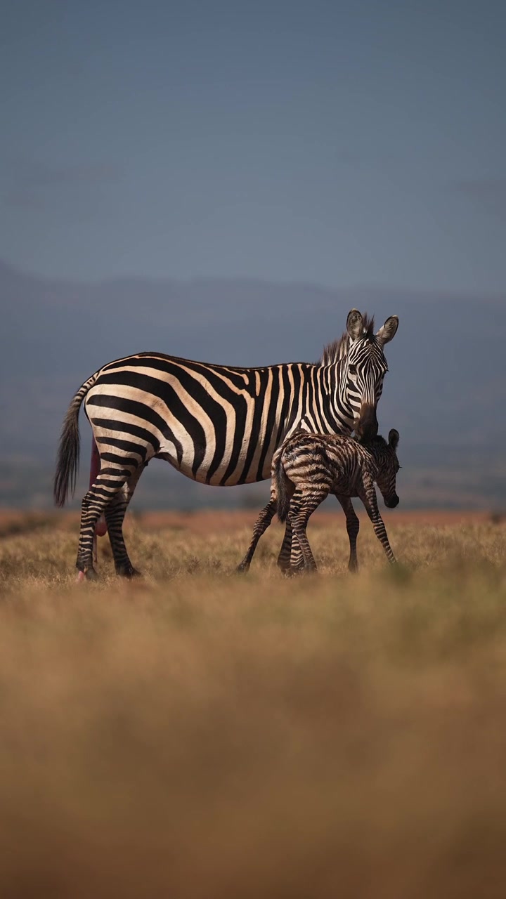 Vertikal video af dyreunger i Afrika på afrikansk safari, nyfødt zebrakalv i kælvningssæsonen med moderen, der passer den efter fødslen, fantastisk vildtøjeblik og observation til sociale medier.