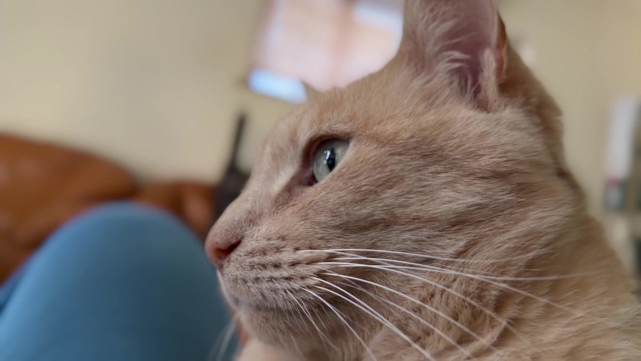 Un gatto rosso suburbano in una casa.