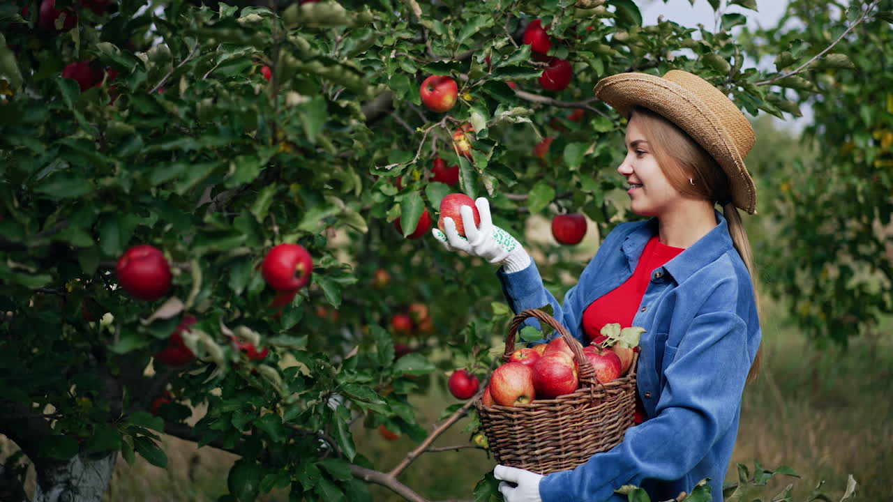 Young woman farmer is happy about the harvest of fruit in her garden. Lady in hat and gloves gathers apples into a basket in her hands.