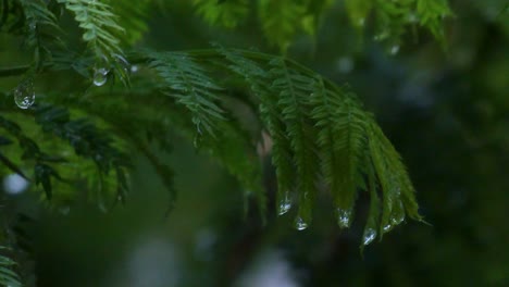 雨天葉子的美麗近距離拍攝