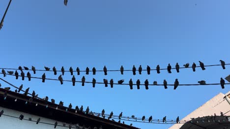 una bandada de palomas sentadas en la parte superior del cable eléctrico