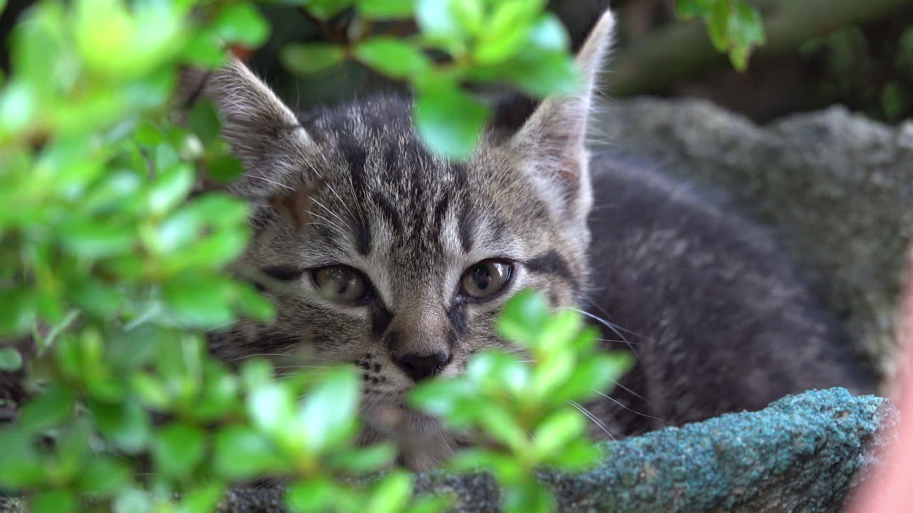 Gray tabby kitten sits in planter napping and looking around.