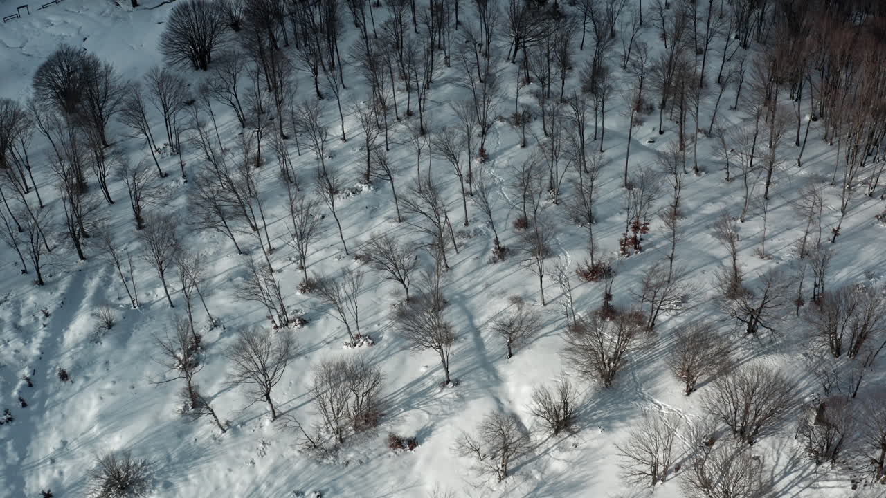 un bosque nevado con sombras sobre los árboles cubiertos de nieve, nítido y sereno, vista aérea