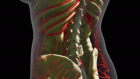 Wissenschaftliche-Anatomie-Menschlicher-Blutgefäße