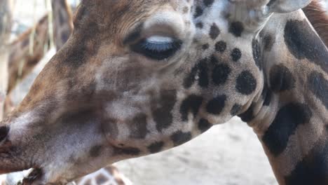 Vista-De-Cerca-De-La-Boca-De-La-Jirafa-Masticando-Hierba-Del-Alimentador-Especial-En-El-Zoológico