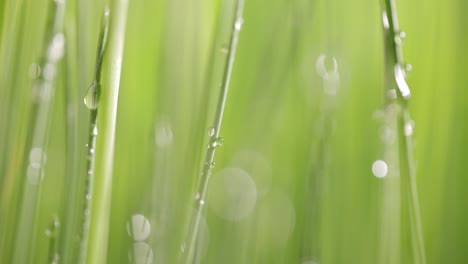 green grass close-up super macro shooting.