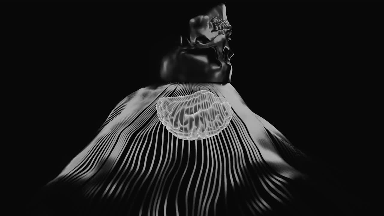 Brain and Skull Anatomy Illustration