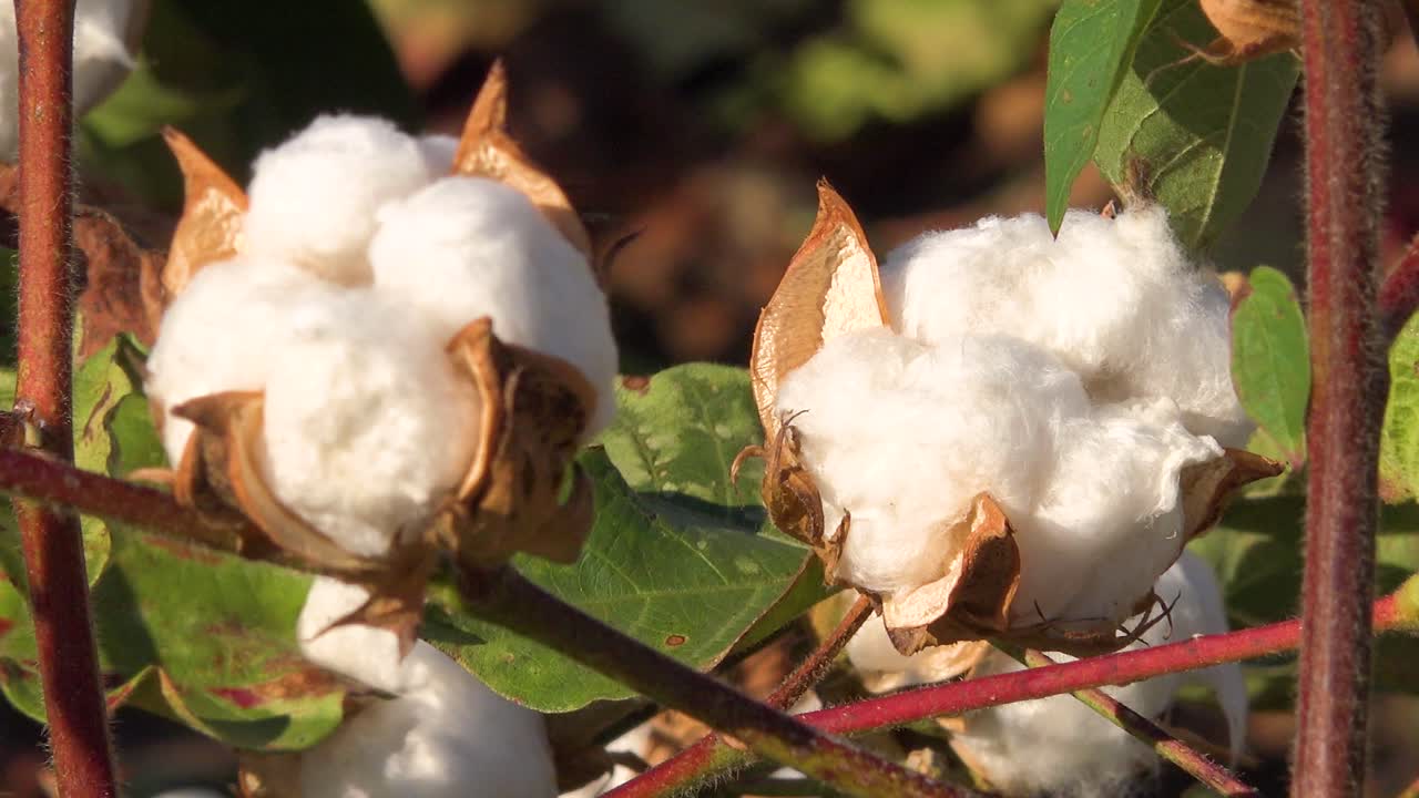 zoom lento del cultivo de algodón en un campo en la región del delta del río mississippi