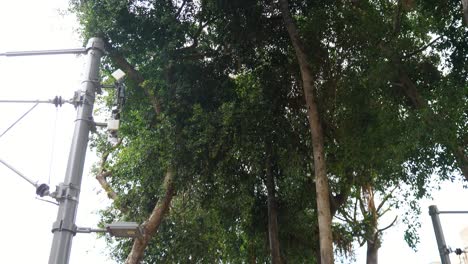 Streetlights-and-trees-against-a-cloudy-sky