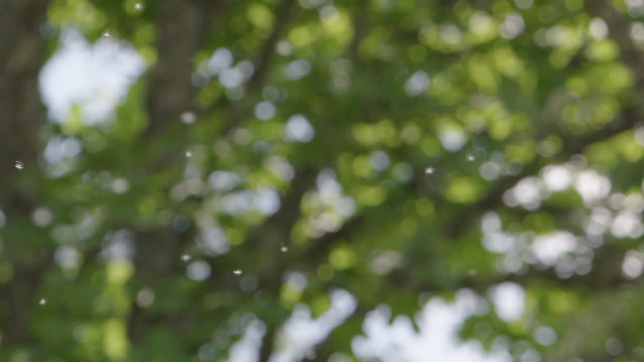 여름, 나무 앞 공중에 떠다니는 씨앗을 닫으세요