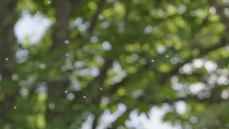 CLOSE-UP-seeds-drifting-in-the-air-in-front-of-trees,-summer