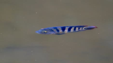 Slow-Motion-Of-A-Mayan-Cichlid-Swimming-In-Pond-Water---close-up,-high-angle