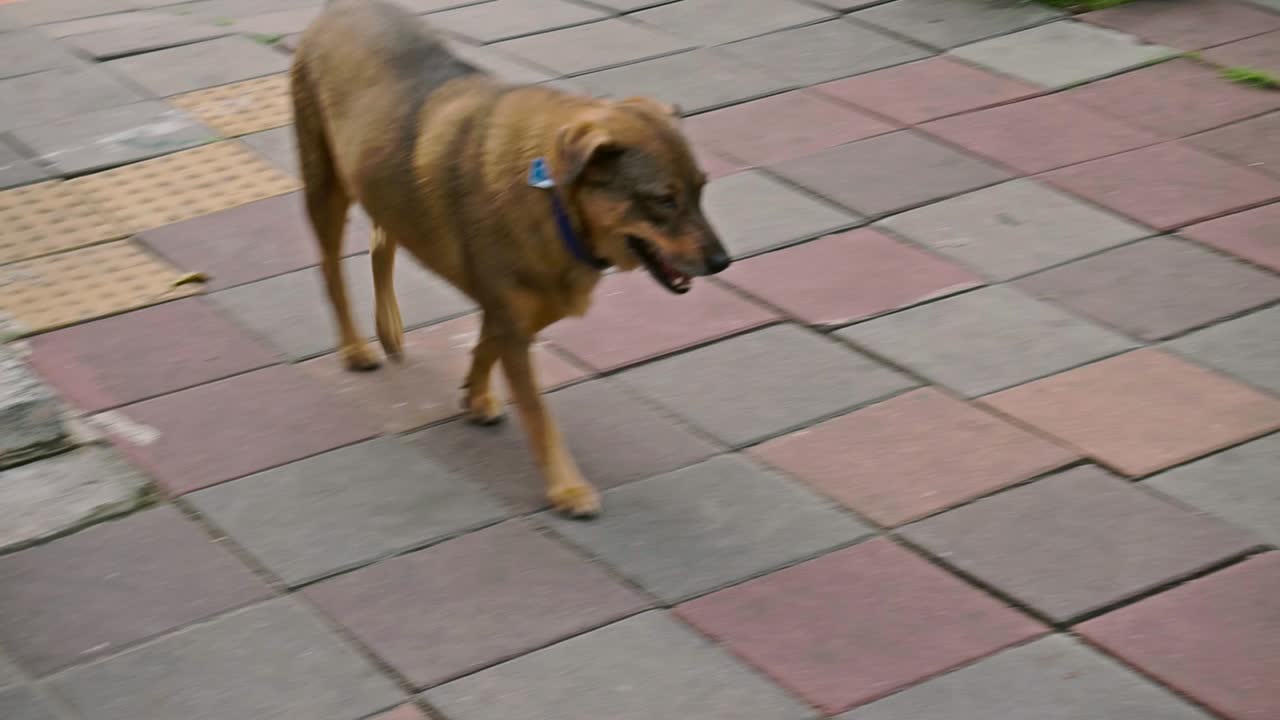 Dog is taking a walk