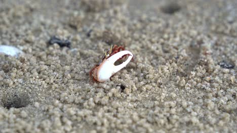 a male sand fiddler crab with mismatched claws, foraging and sipping minerals from the tidal flat, consuming micronutrients and forming small sand pellets, close up shot