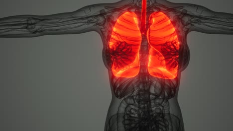 exploración de la anatomía de los pulmones humanos
