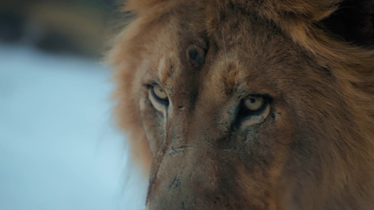 Detailní záběr lví tváře pomalu kráčejícího v lese.