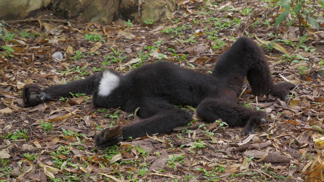 원숭이 드 l'hoest 또는 땅에 긴 휴식에서 깨어나 산 원숭이