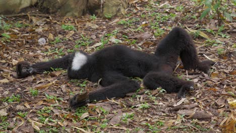 Monkey-De-L&#39;hoest-Oder-Der-Bergaffe,-Der-Aus-Einer-Langen-Rast-Auf-Dem-Boden-Erwacht