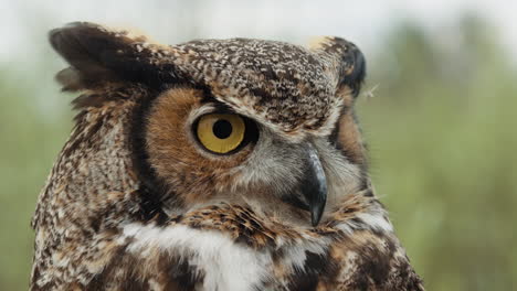 Great-horned-owl-blinking-and-looking-up-slow-motion