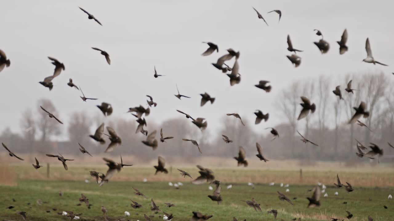 Flock of birds taking off in slow motion over a nature reserve in Zeeland, Netherlands