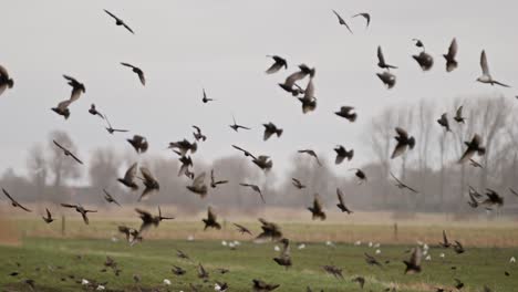 flock of birds taking off in slow motion over a nature reserve in zeeland, netherlands